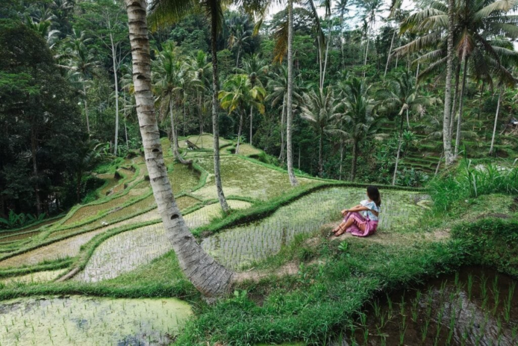 Best Cities for Digital Nomads: Rice terraces in Thailand